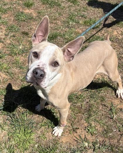 Enlarge Cookie, a Adoptable mixed breed in Clayton, GA image 3/3
