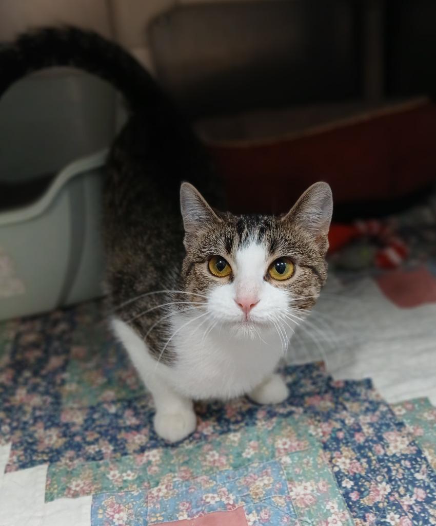 Milena, Adoptable, Kitten Female Domestic Short Hair.
