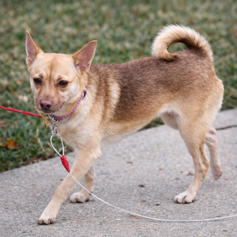 Enlarge Daisy, a Adoptable mixed breed in Lancaster, PA image 1/6