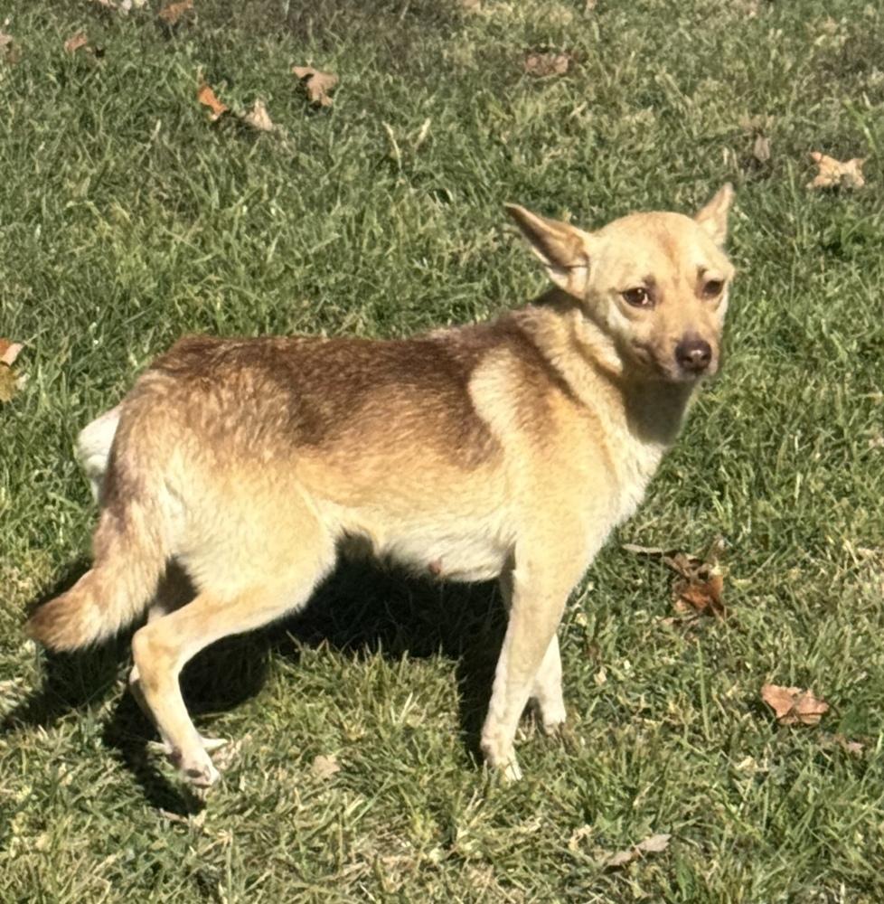 Enlarge Daisy, a Adoptable mixed breed in Lancaster, PA image 2/6