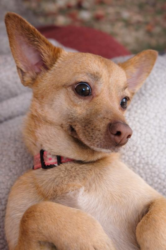 Enlarge Daisy, a Adoptable mixed breed in Lancaster, PA image 3/6