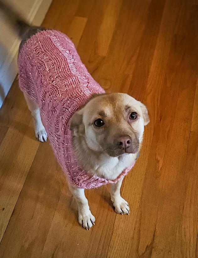 Enlarge Daisy, a Adoptable mixed breed in Lancaster, PA image 4/6