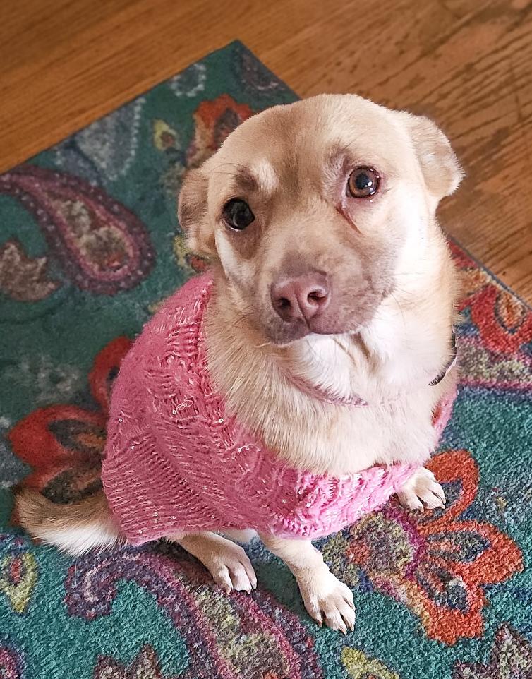 Enlarge Daisy, a Adoptable mixed breed in Lancaster, PA image 5/6