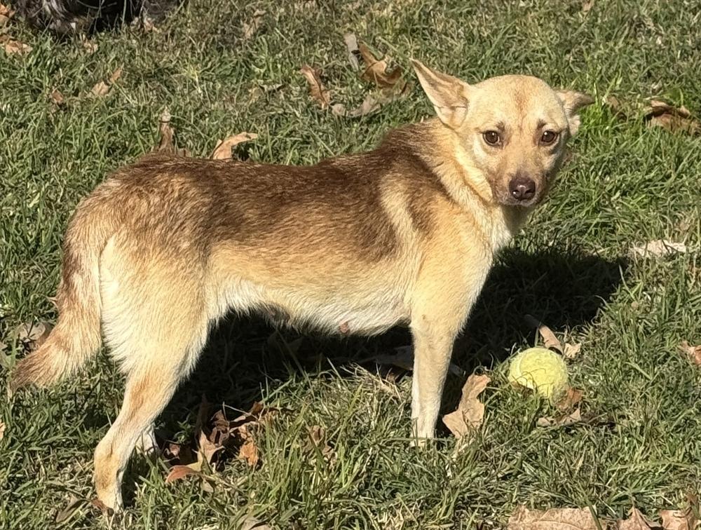 Enlarge Daisy, a Adoptable mixed breed in Lancaster, PA image 6/6