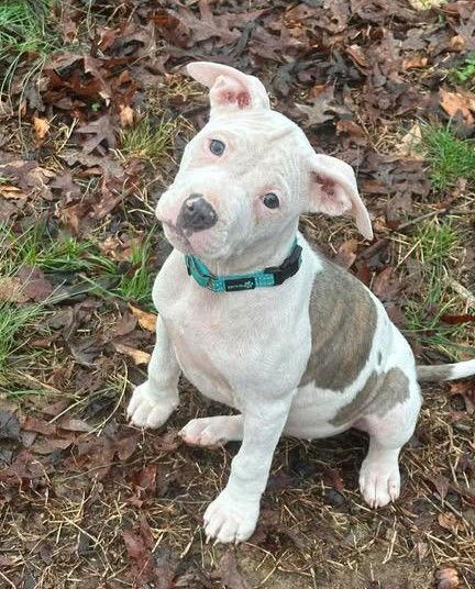 Enlarge Ellie Mae, a Adoptable Pit Bull Terrier in Spotsylvania, VA image 1/3