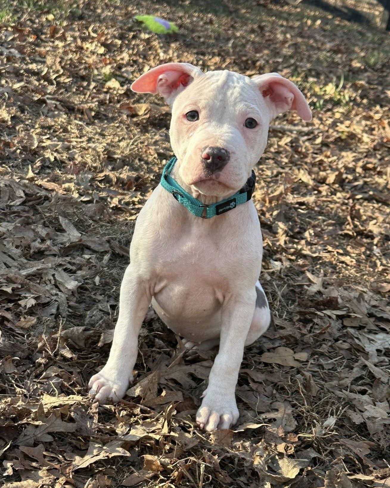 Enlarge Ellie Mae, a Adoptable Pit Bull Terrier in Spotsylvania, VA image 3/3