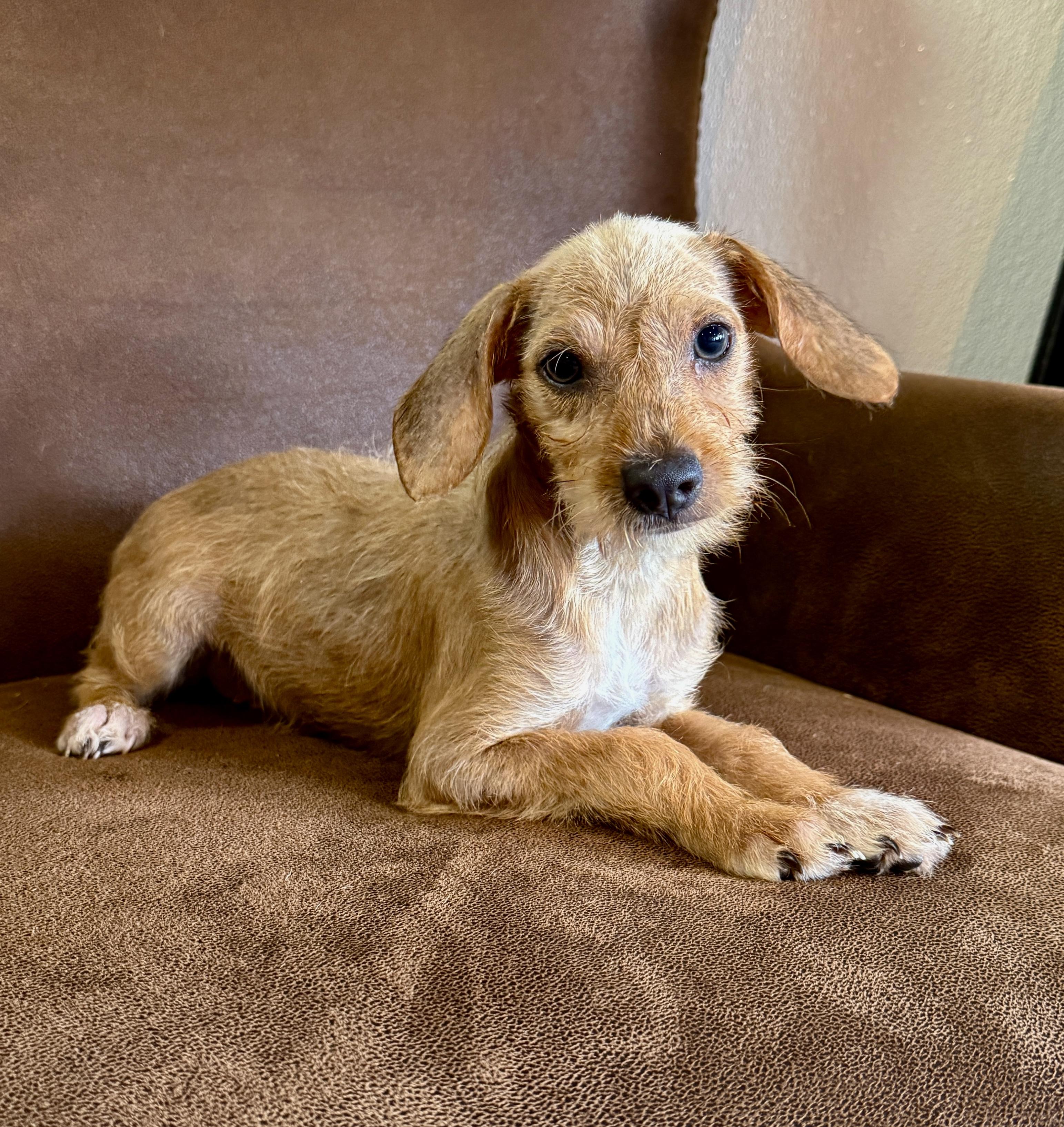 Sandy, ADOPTABLE, Puppy Male Miniature Schnauzer & Jack Russell Terrier.