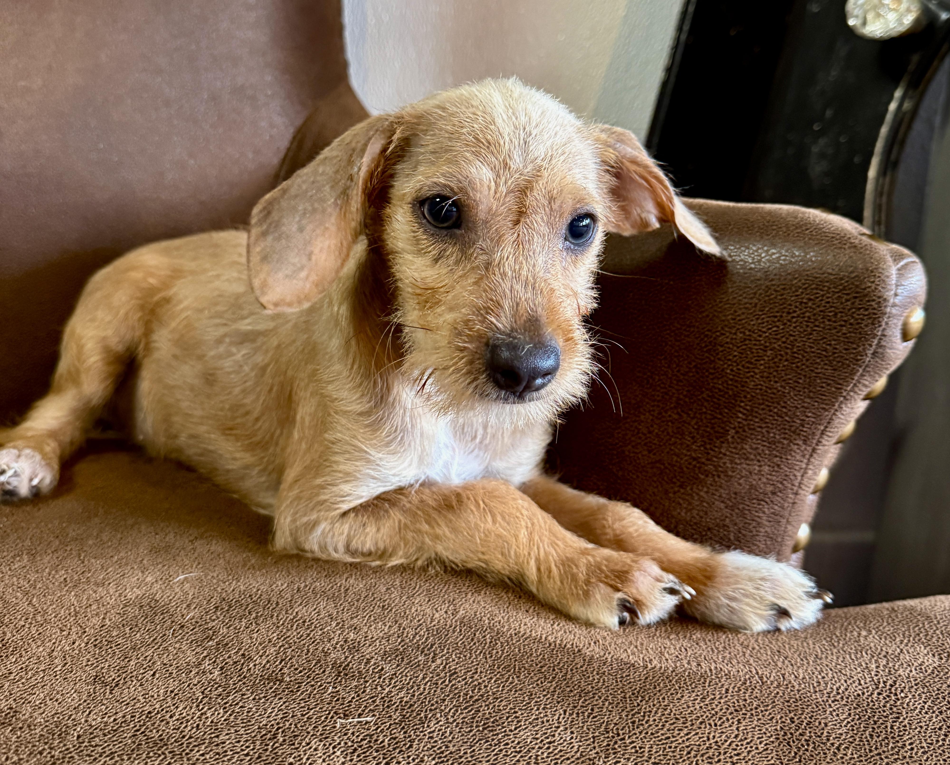 Sandy, a ADOPTABLE mixed breed in Hales corners, WI image 2/2