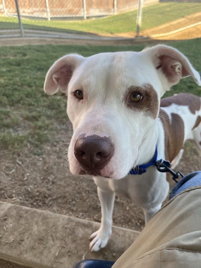Enlarge Jordy* A213279, a Adoptable Pit Bull Terrier in Plano, TX image 2/5