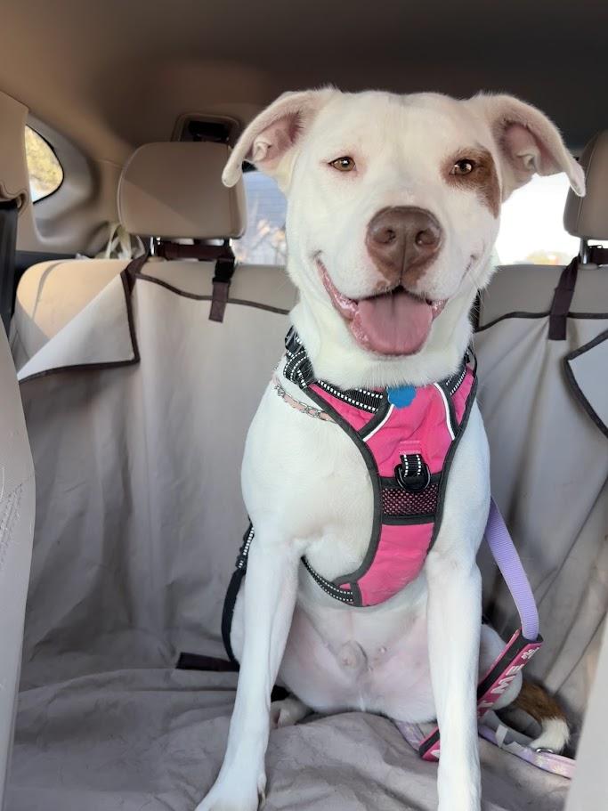 Enlarge Jordy* A213279, a Adoptable Pit Bull Terrier in Plano, TX image 1/6