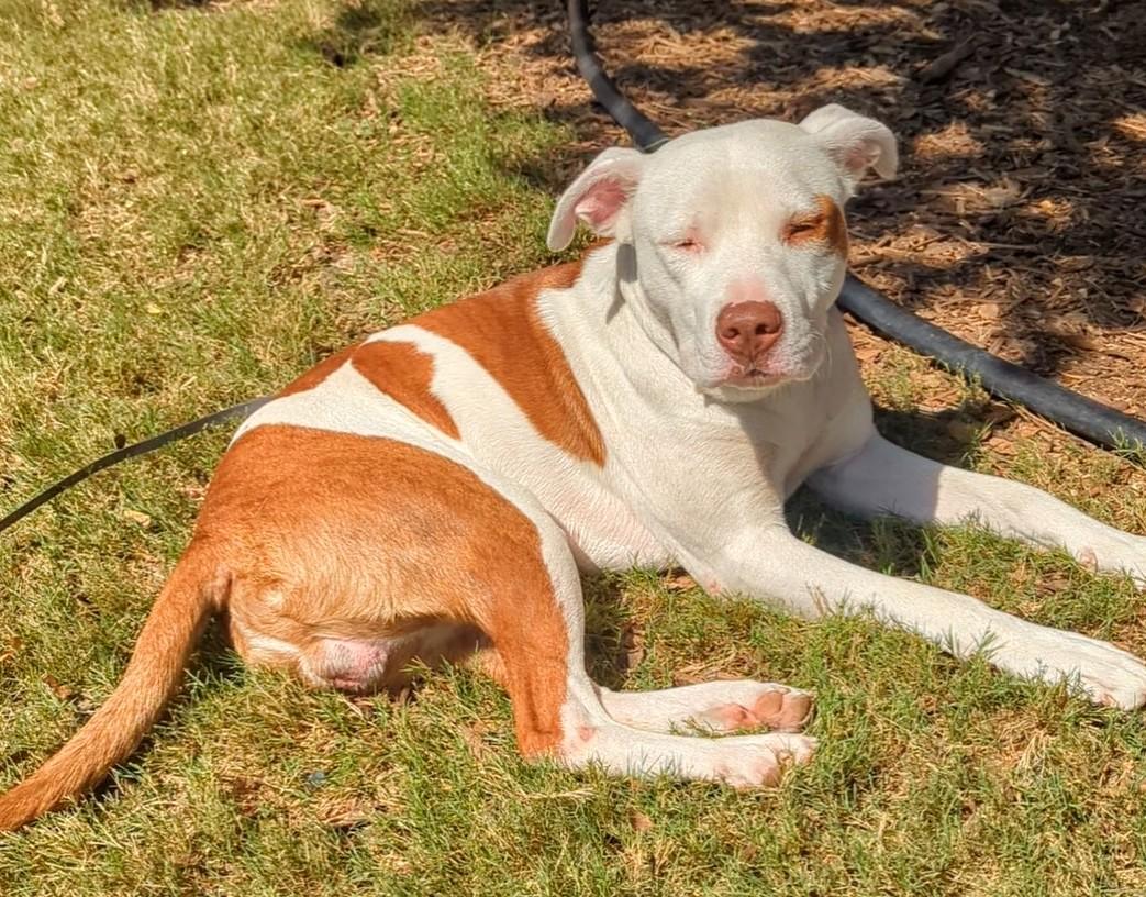 Enlarge Jordy* A213279, a Adoptable Pit Bull Terrier in Plano, TX image 1/5