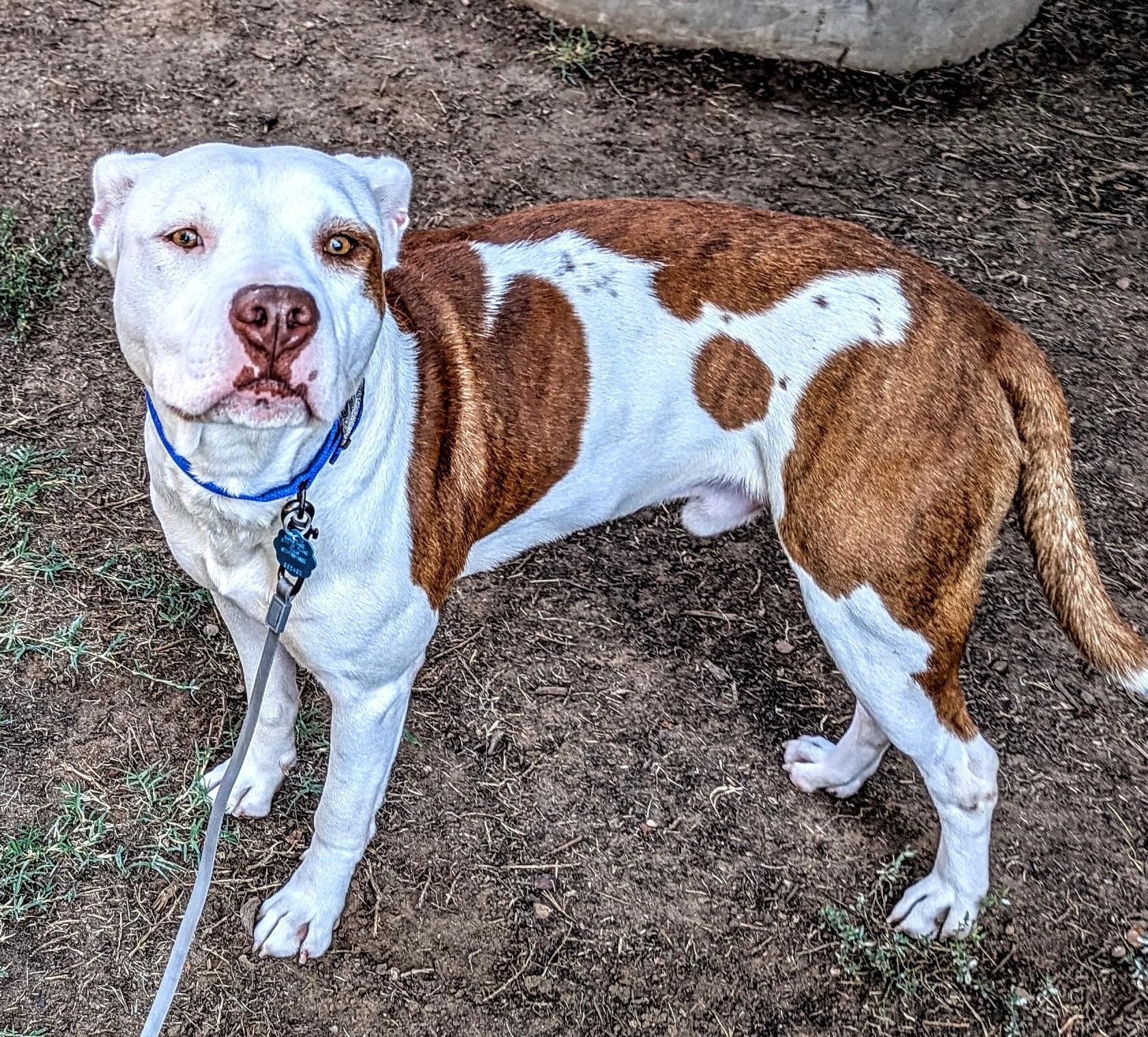 Enlarge Jordy* A213279, a Adoptable Pit Bull Terrier in Plano, TX image 3/5