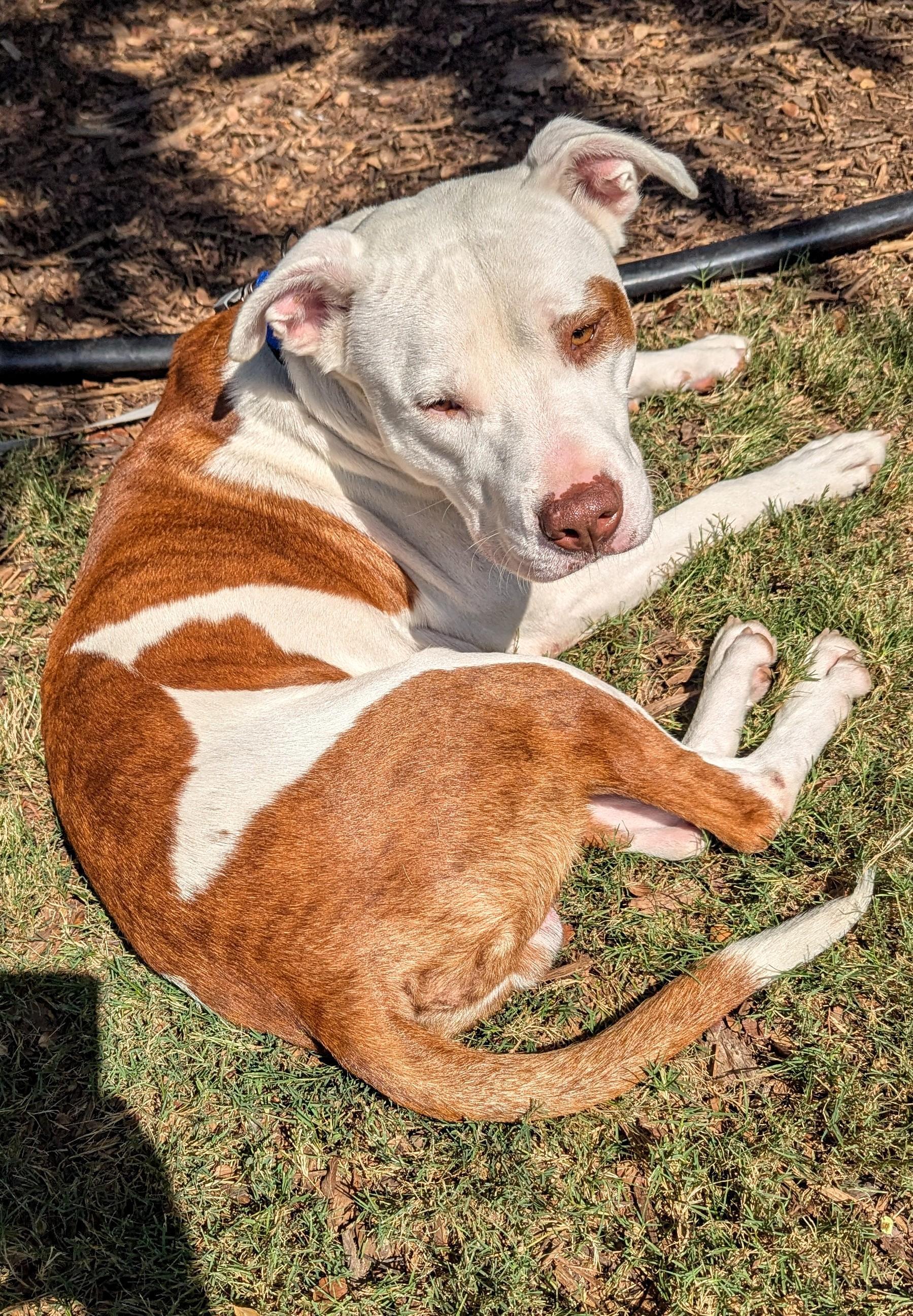 Enlarge Jordy* A213279, a Adoptable Pit Bull Terrier in Plano, TX image 4/5