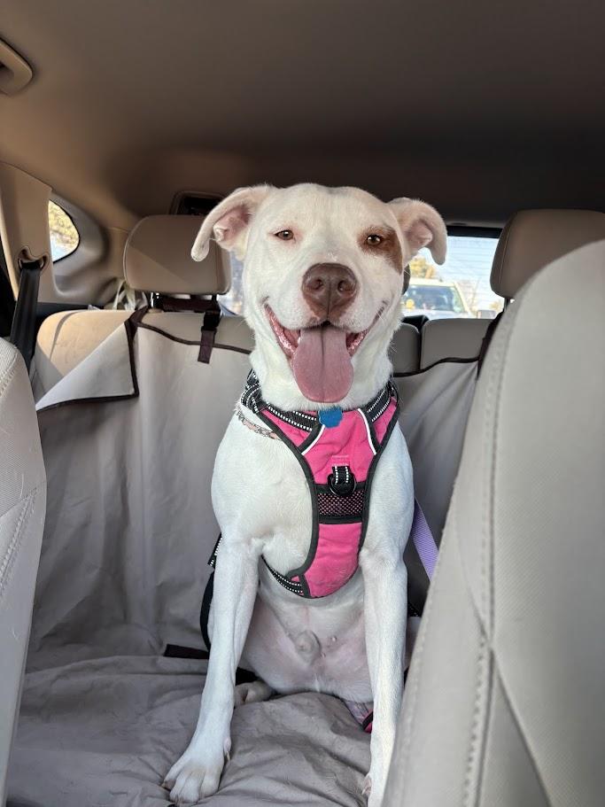 Enlarge Jordy* A213279, a Adoptable Pit Bull Terrier in Plano, TX image 4/6