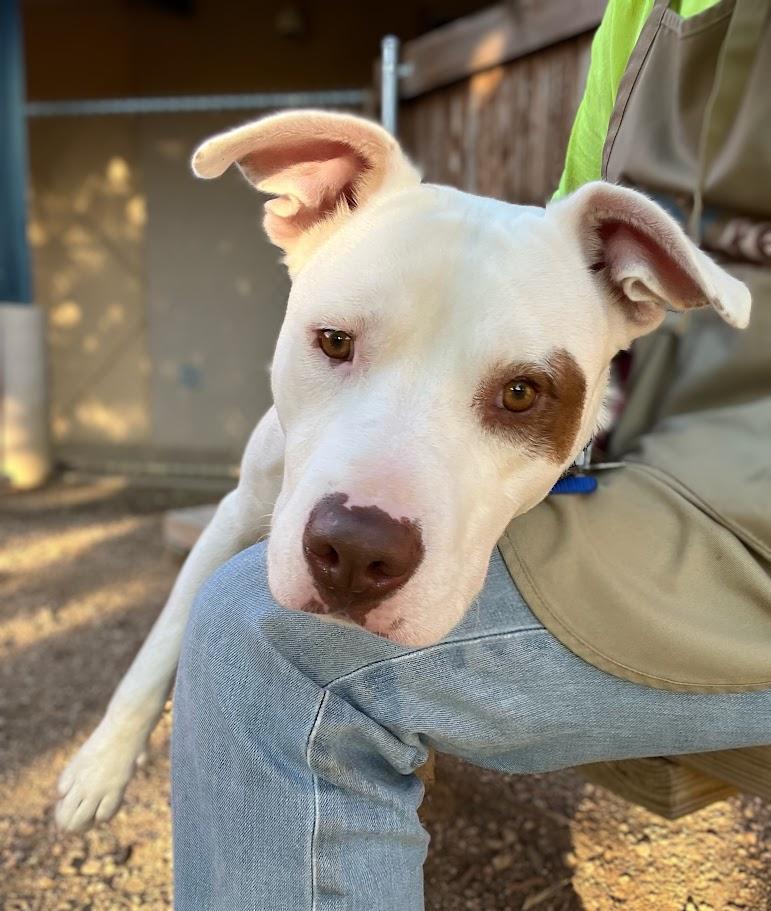 Enlarge Jordy* A213279, a Adoptable Pit Bull Terrier in Plano, TX image 5/5