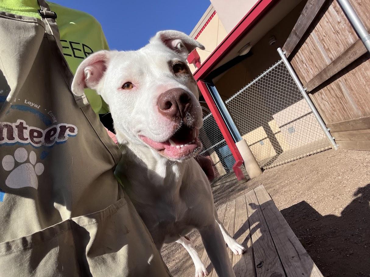 Enlarge Jordy* A213279, a Adoptable Pit Bull Terrier in Plano, TX image 6/6