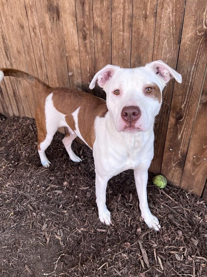 Enlarge Jordy* A213279, a Adoptable Pit Bull Terrier in Plano, TX image 5/6