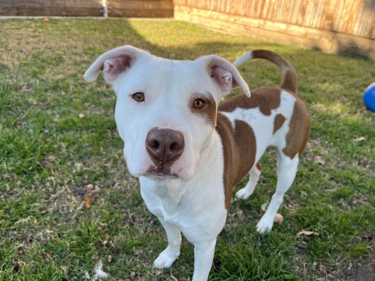 Enlarge Jordy* A213279, a Adoptable Pit Bull Terrier in Plano, TX image 1/6