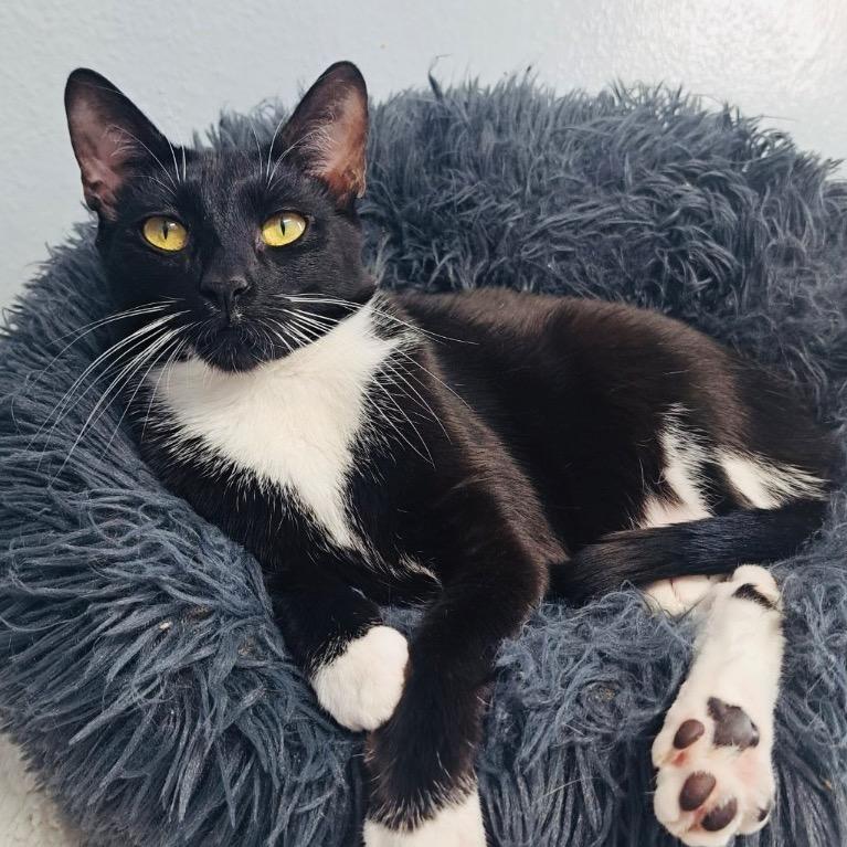 Enlarge Swaddles, a Adoptable Domestic Short Hair in Fort Lauderdale, FL image 2/4