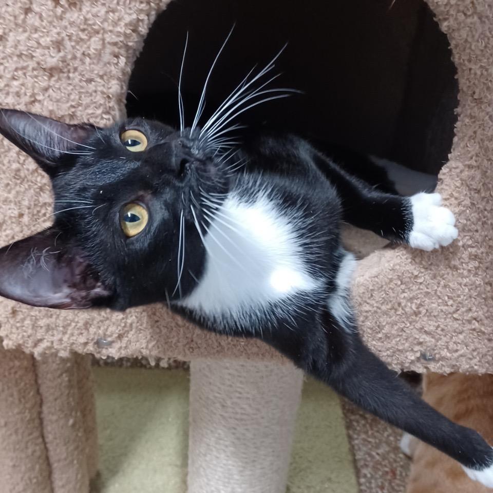 Enlarge Swaddles, a Adoptable Domestic Short Hair in Fort Lauderdale, FL image 3/4