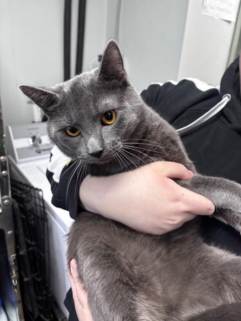 Enlarge Elmer, a Adopted mixed breed in New Manchester, WV image 1/1