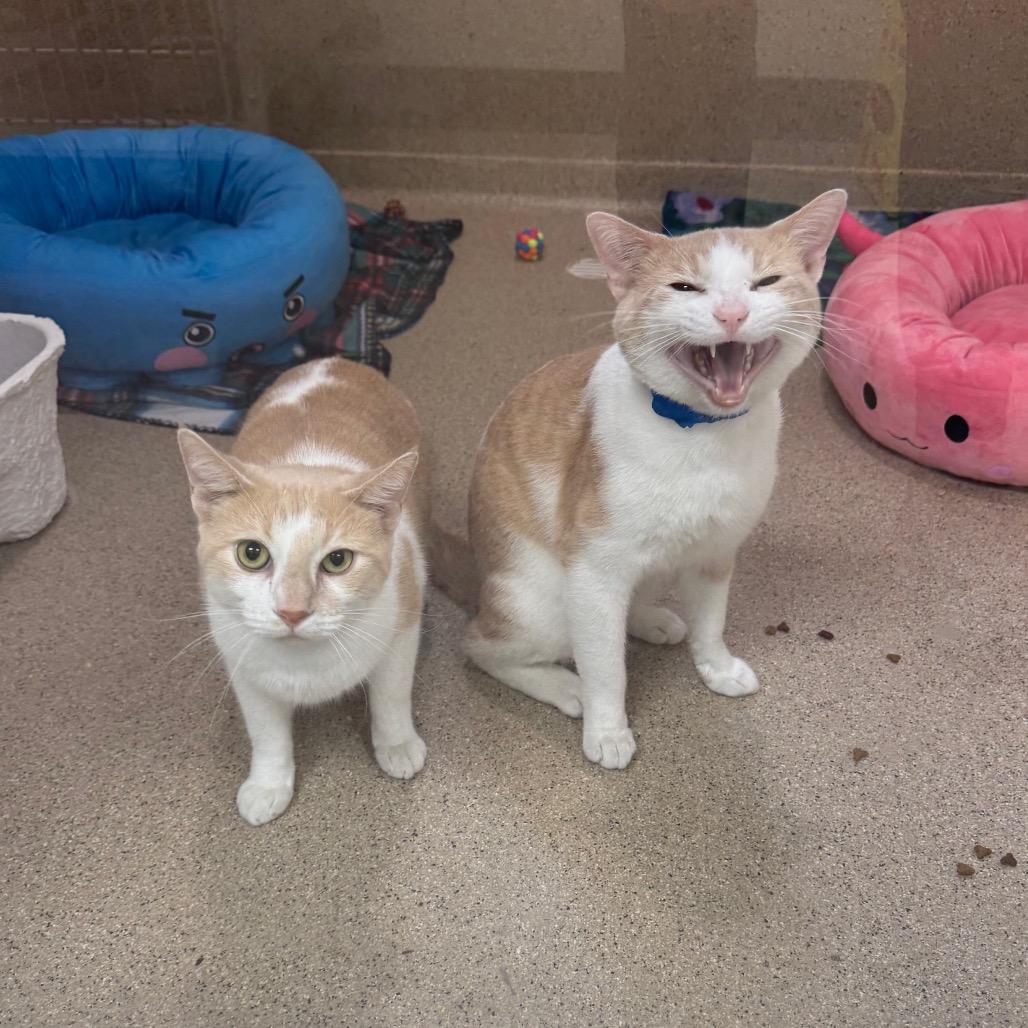 Duluth, Adoptable, Young Male Domestic Short Hair.