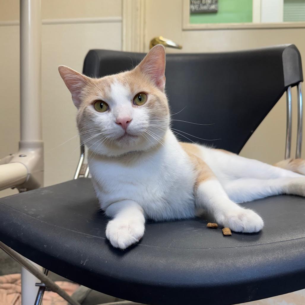 Enlarge Duluth, a Adoptable Domestic Short Hair in Pekin, IL image 2/6