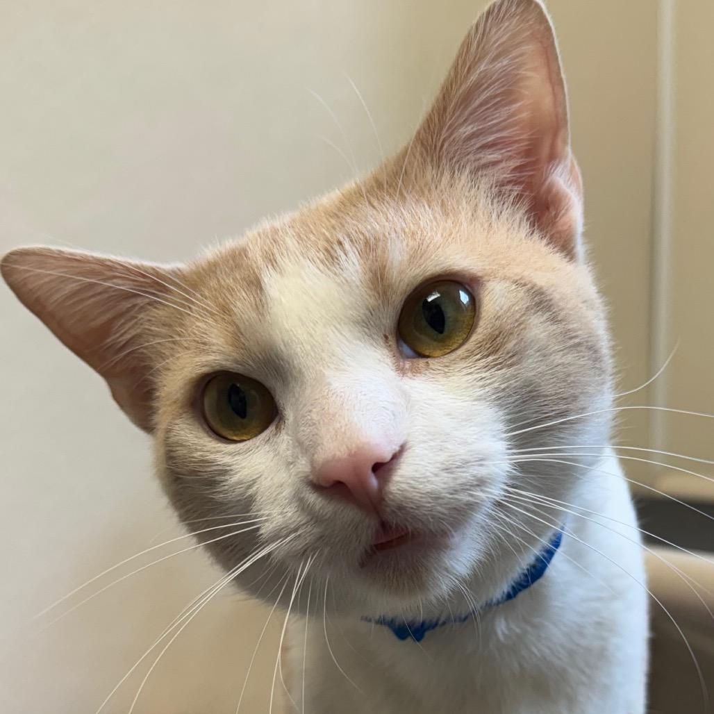 Enlarge Duluth, a Adoptable Domestic Short Hair in Pekin, IL image 3/6