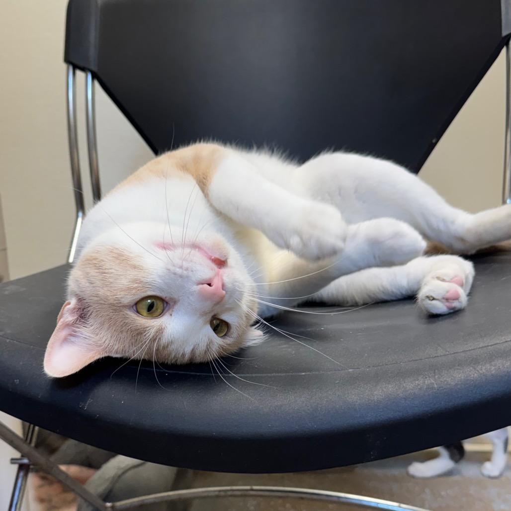 Enlarge Duluth, a Adoptable Domestic Short Hair in Pekin, IL image 4/6