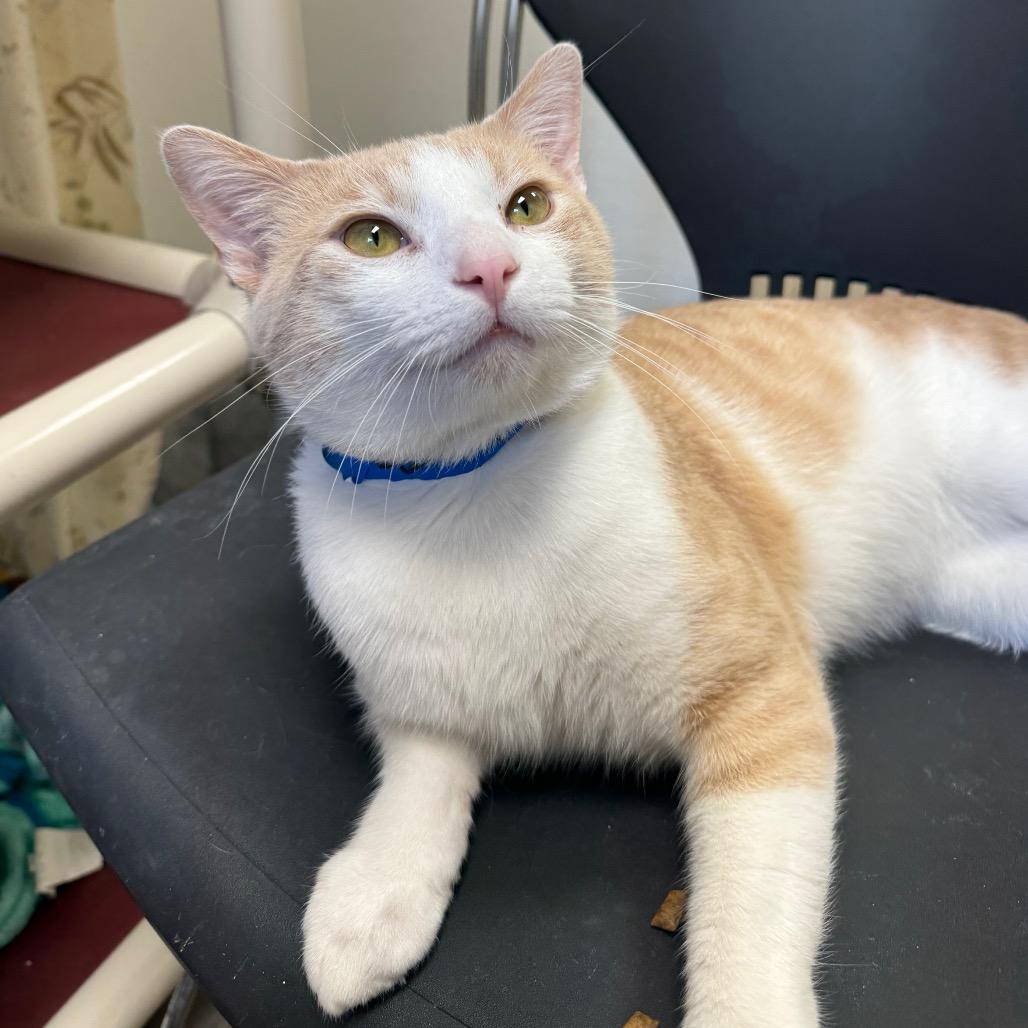 Enlarge Duluth, a Adoptable Domestic Short Hair in Pekin, IL image 5/6