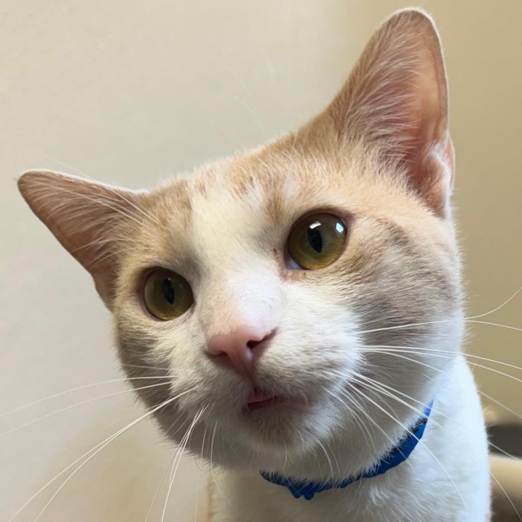 Enlarge Duluth, a Adoptable Domestic Short Hair in Pekin, IL image 6/6