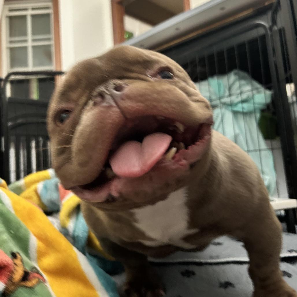 Enlarge Mochi, a Adoptable American Bulldog in Huber Heights, OH image 1/6