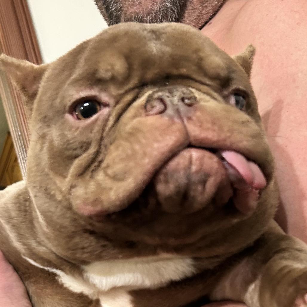 Enlarge Mochi, a Adoptable American Bulldog in Huber Heights, OH image 2/6