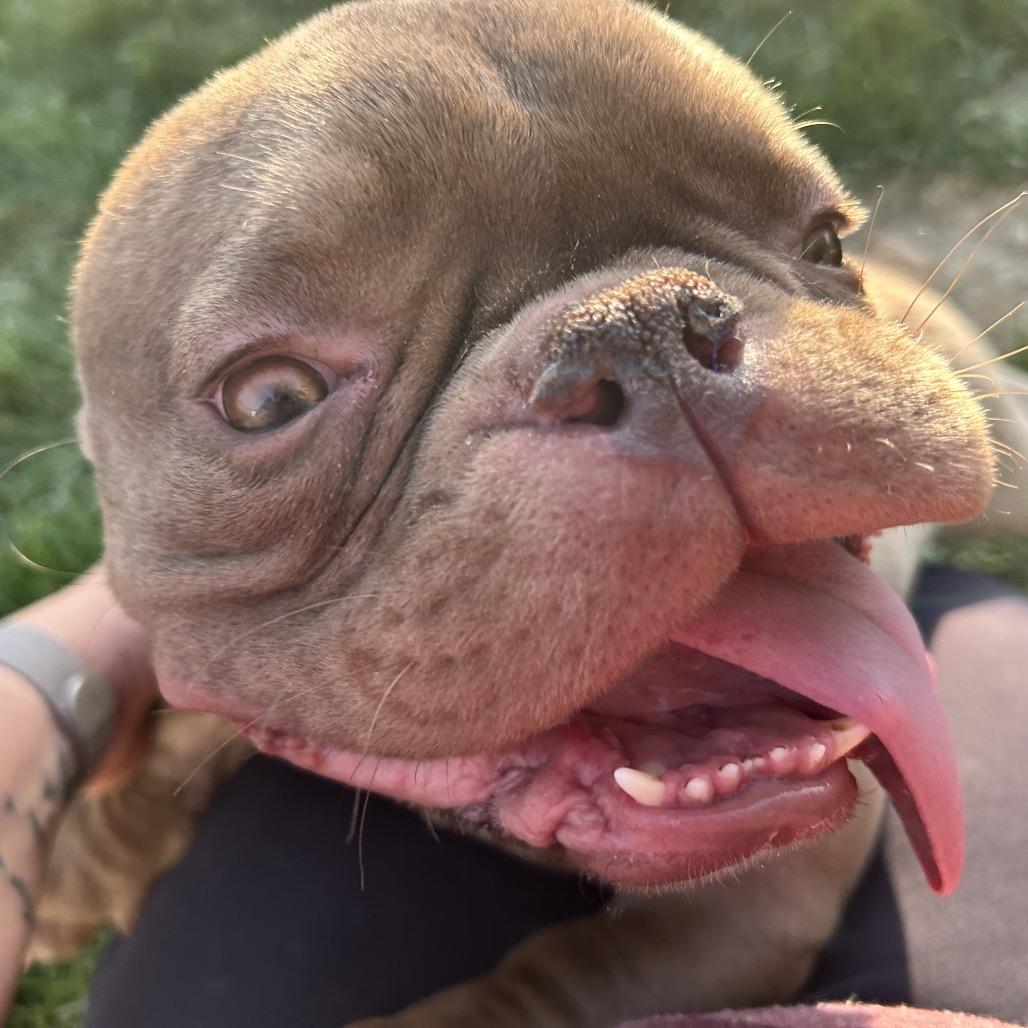 Enlarge Mochi, a Adoptable American Bulldog in Huber Heights, OH image 3/6