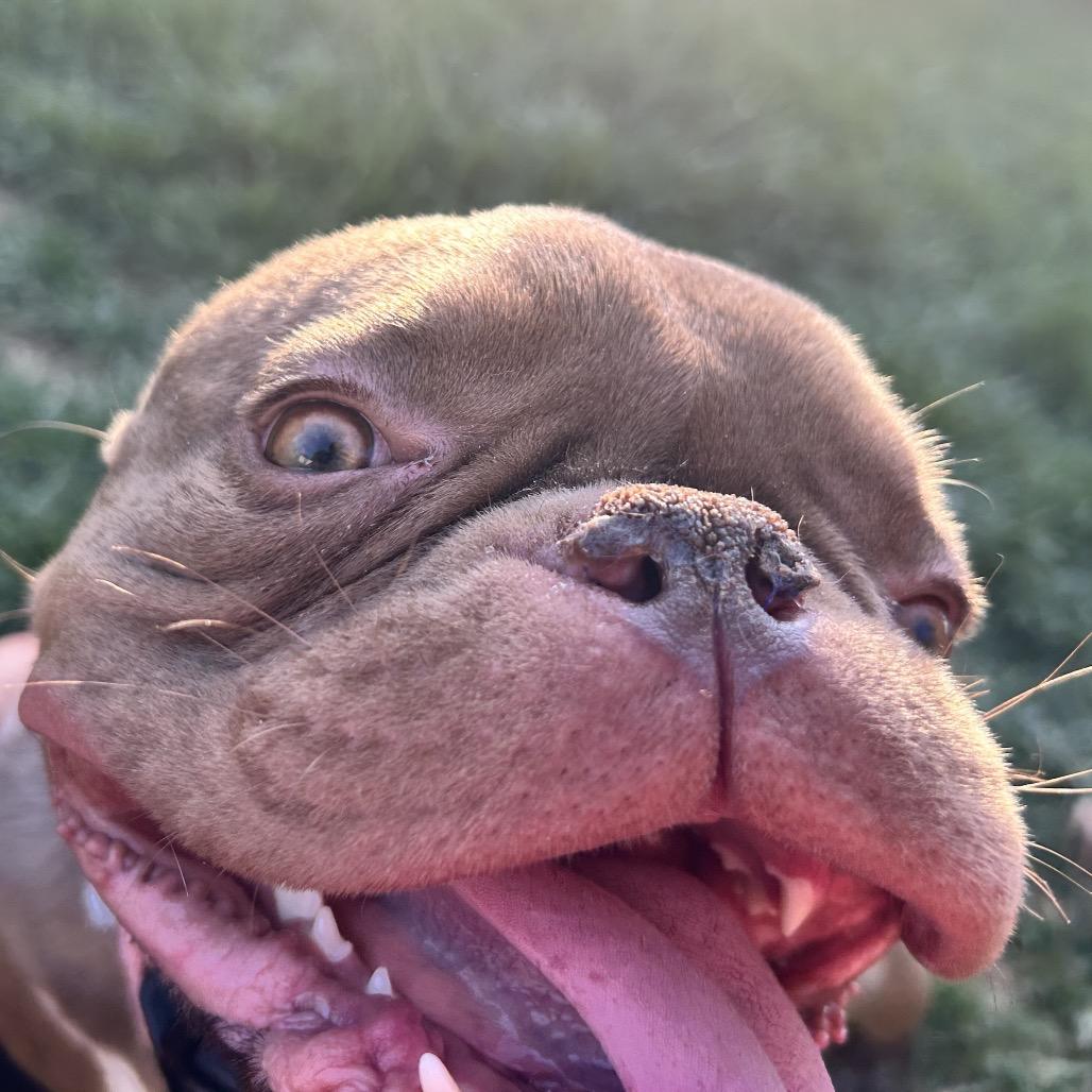 Enlarge Mochi, a Adoptable American Bulldog in Huber Heights, OH image 4/6