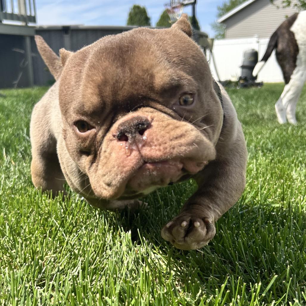 Enlarge Mochi, a Adoptable American Bulldog in Huber Heights, OH image 5/6