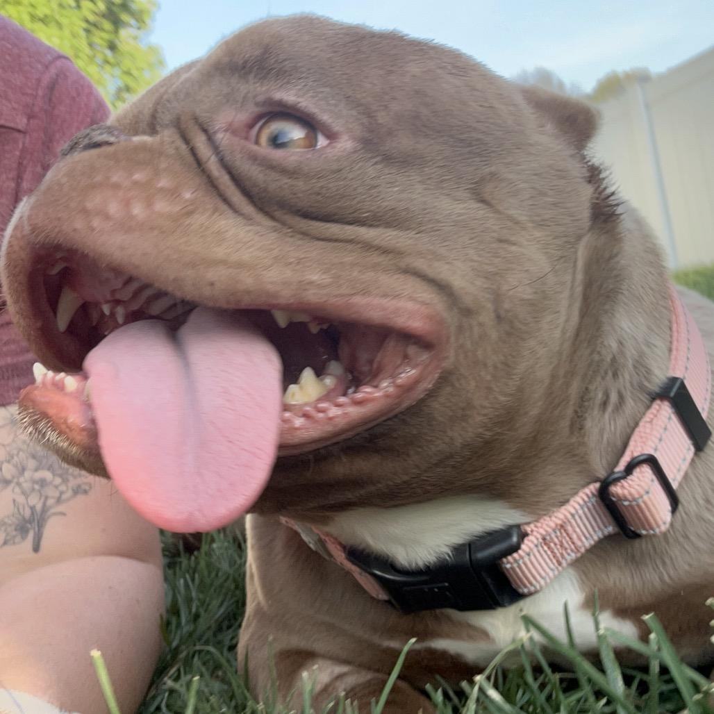 Enlarge Mochi, a Adoptable American Bulldog in Huber Heights, OH image 6/6