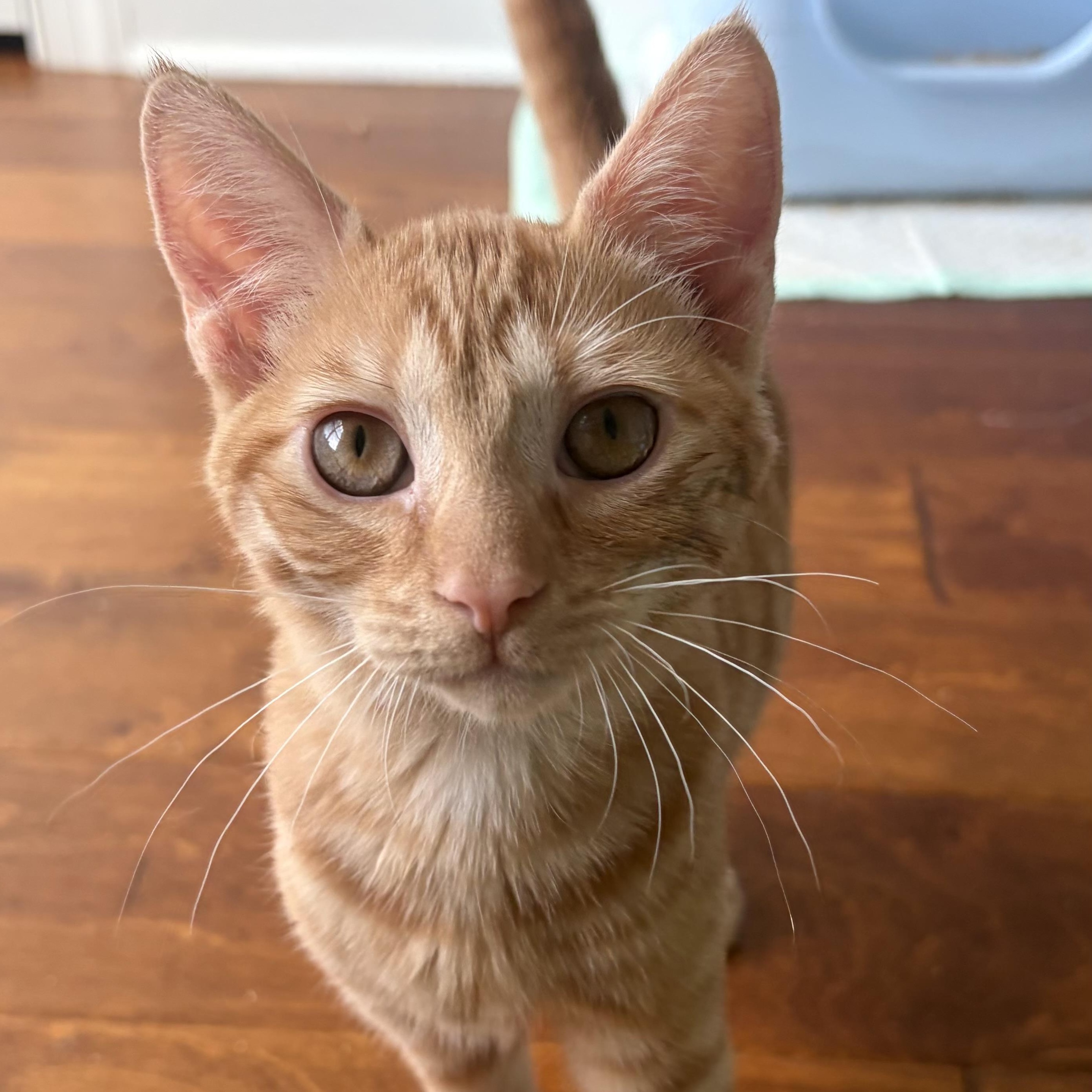 Enlarge Squilliam, an adopted Domestic Short Hair in Scranton, PA image 3/3