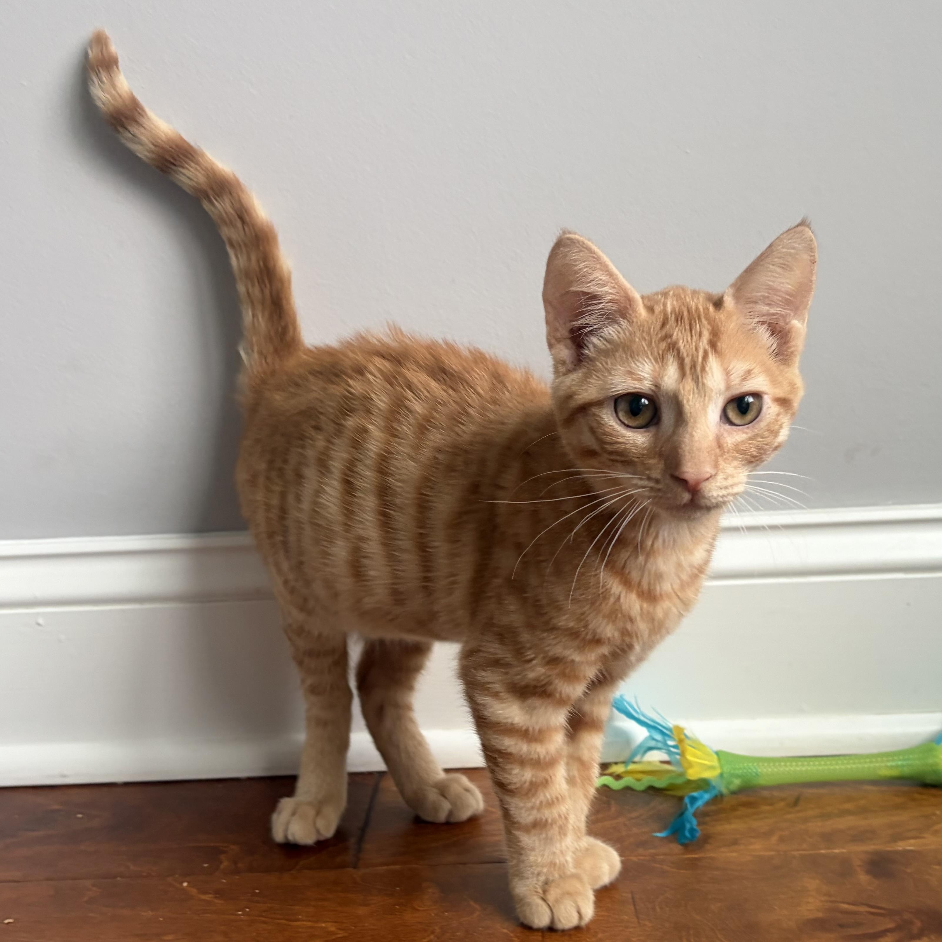 Enlarge Squilliam, an adopted Domestic Short Hair in Scranton, PA image 1/3