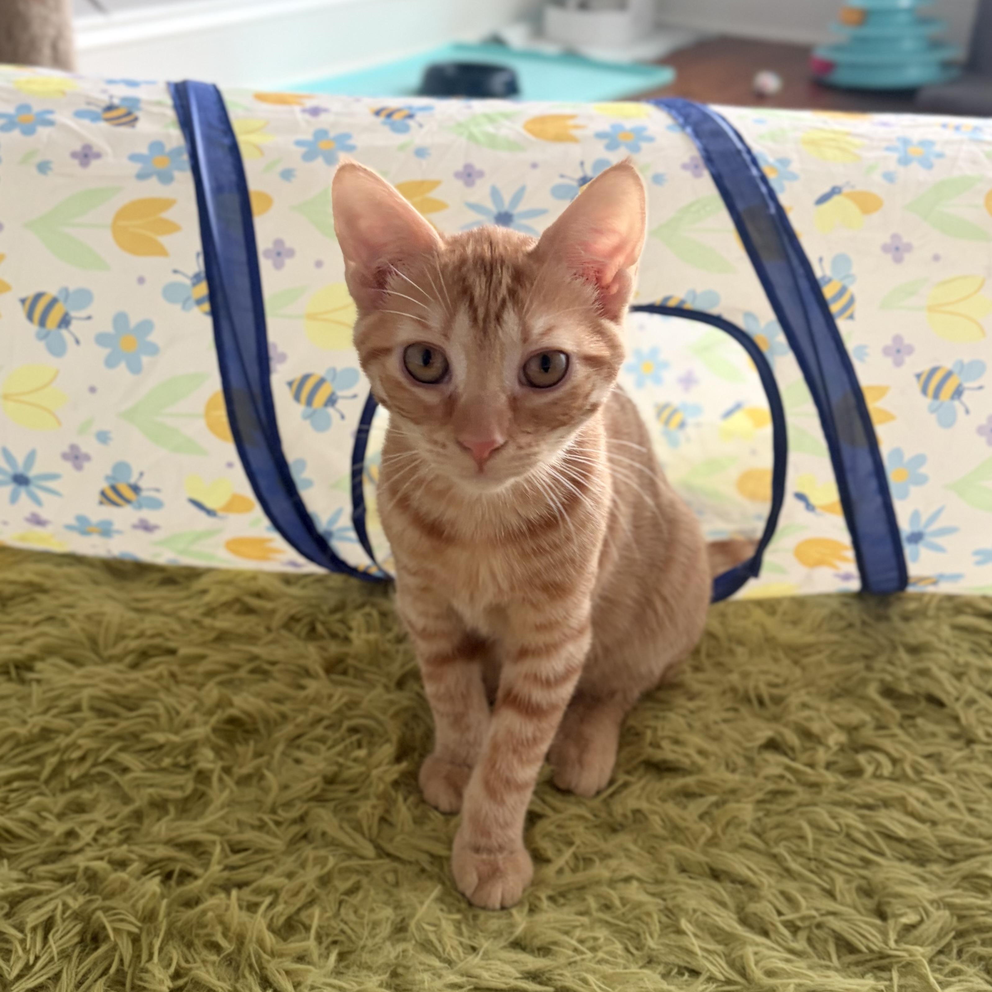 Enlarge Squilliam, an adopted Domestic Short Hair in Scranton, PA image 2/3