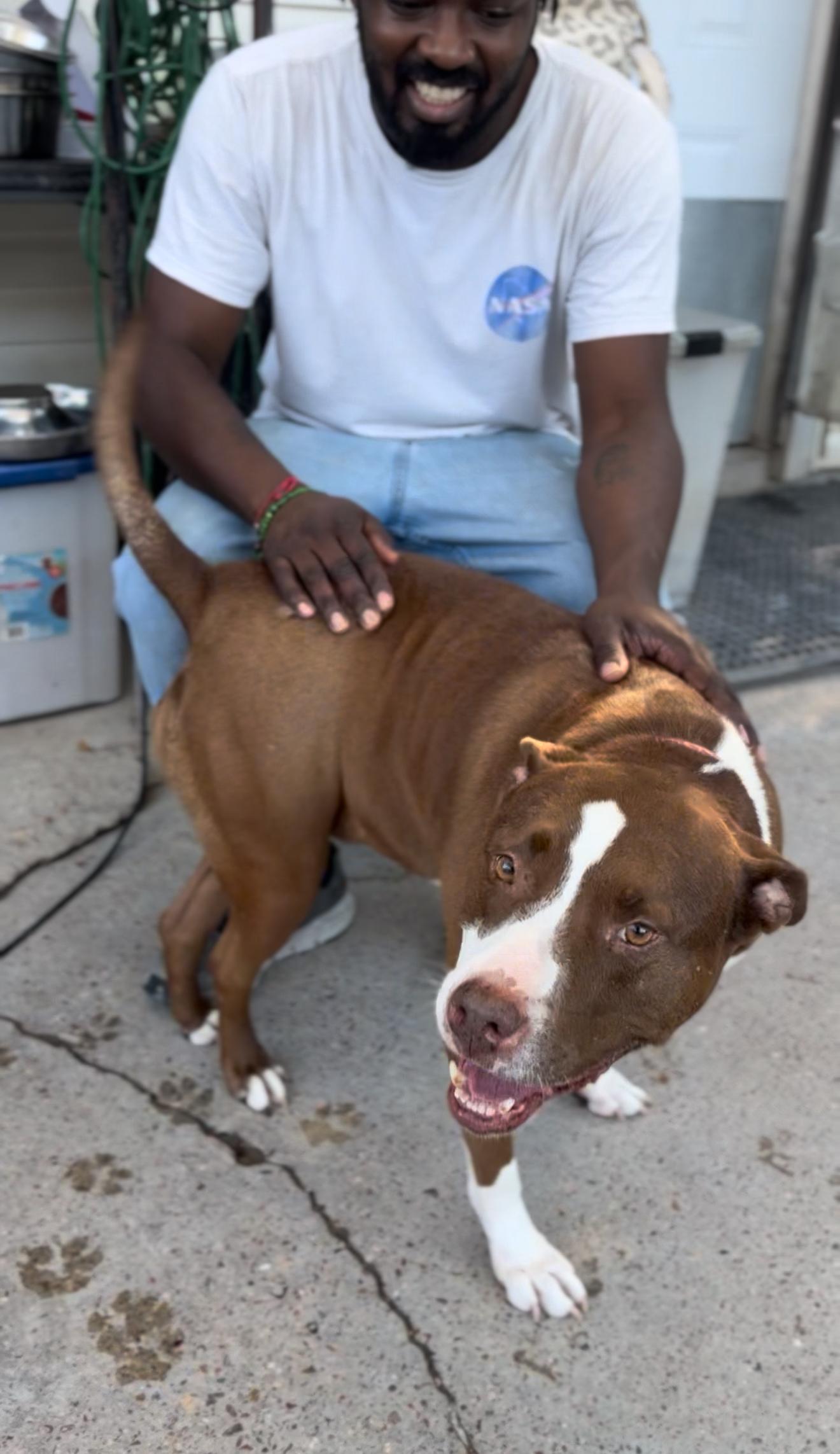 Enlarge Queen Bessie, a Adoptable mixed breed in Colorado Springs, CO image 5/5