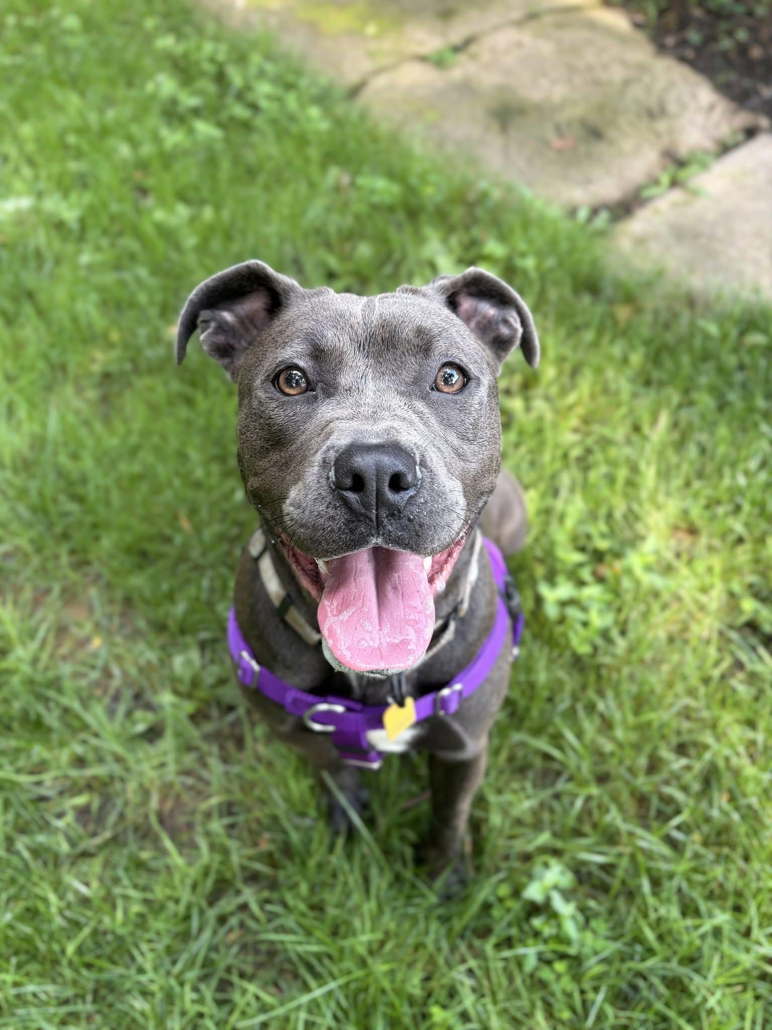 Enlarge Soleil, a ADOPTABLE mixed breed in Cleveland, OH image 6/6