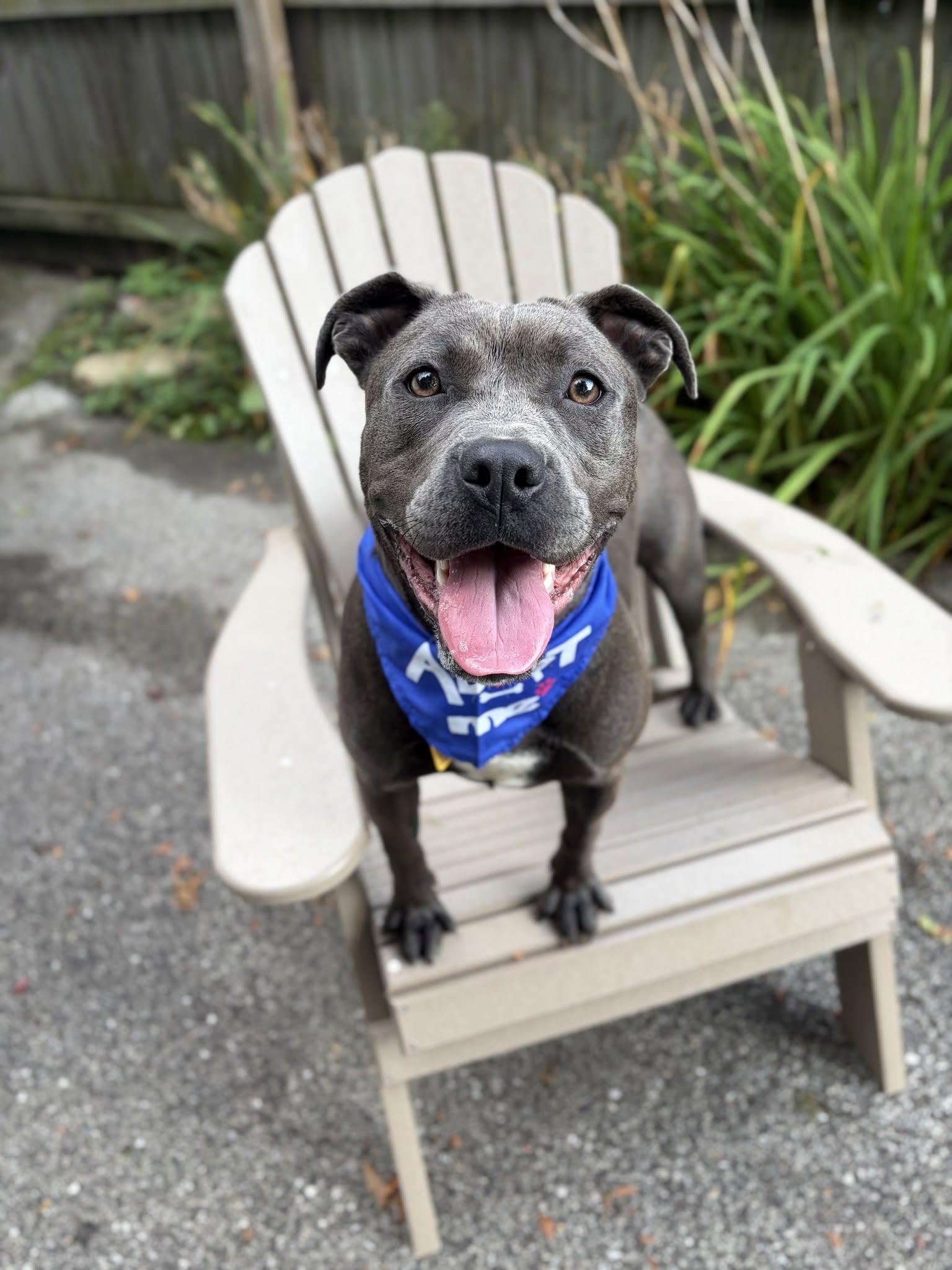 Soleil, ADOPTABLE, Young Female Pit Bull Terrier.