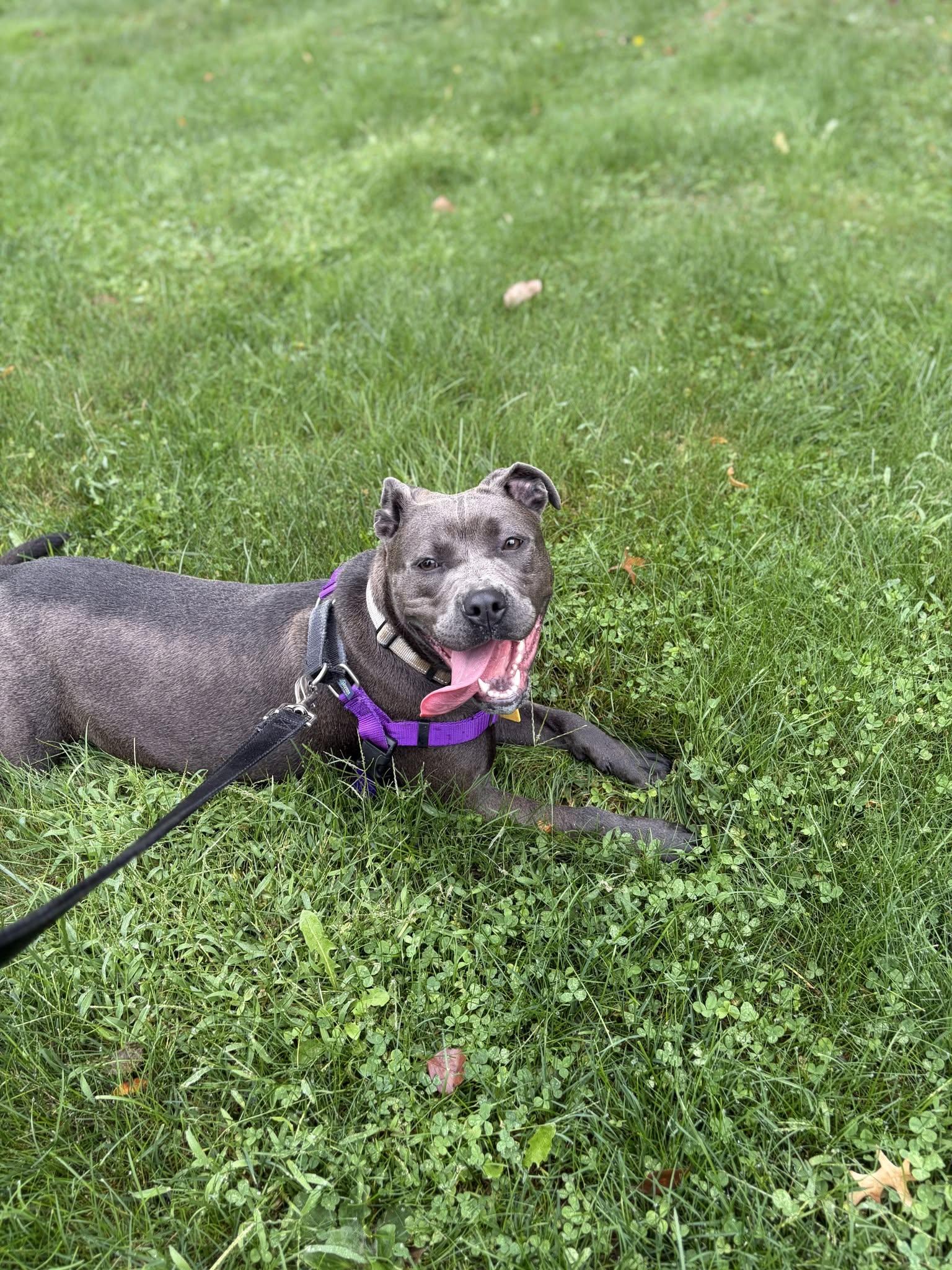 Enlarge Soleil, a ADOPTABLE mixed breed in Cleveland, OH image 5/6