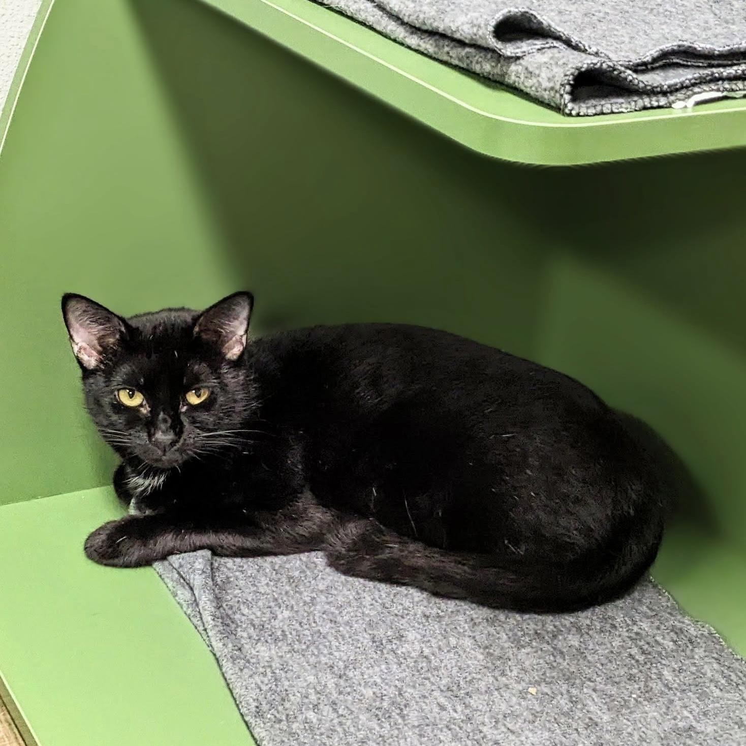 Queen Coral, Adoptable, Adult Female Domestic Short Hair.