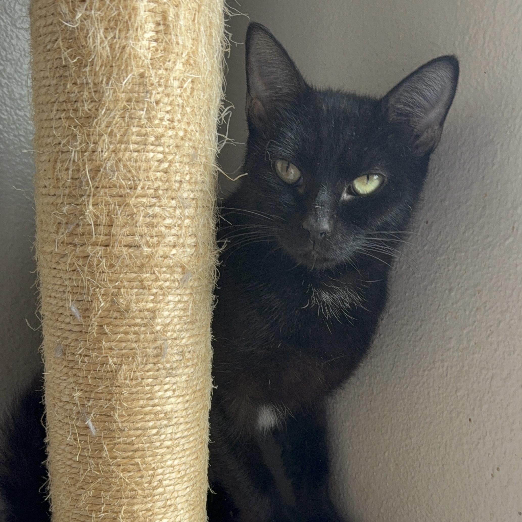 Queen Coral, Adoptable, Adult Female Domestic Short Hair.