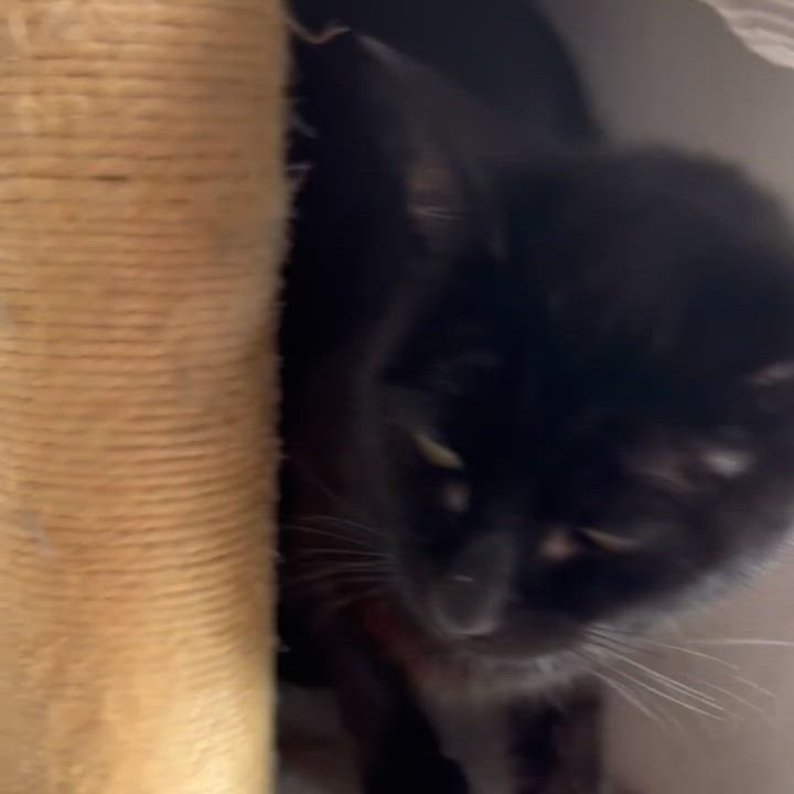 Enlarge Queen Coral, a Adoptable Domestic Short Hair in Bentonville, AR video 2/3