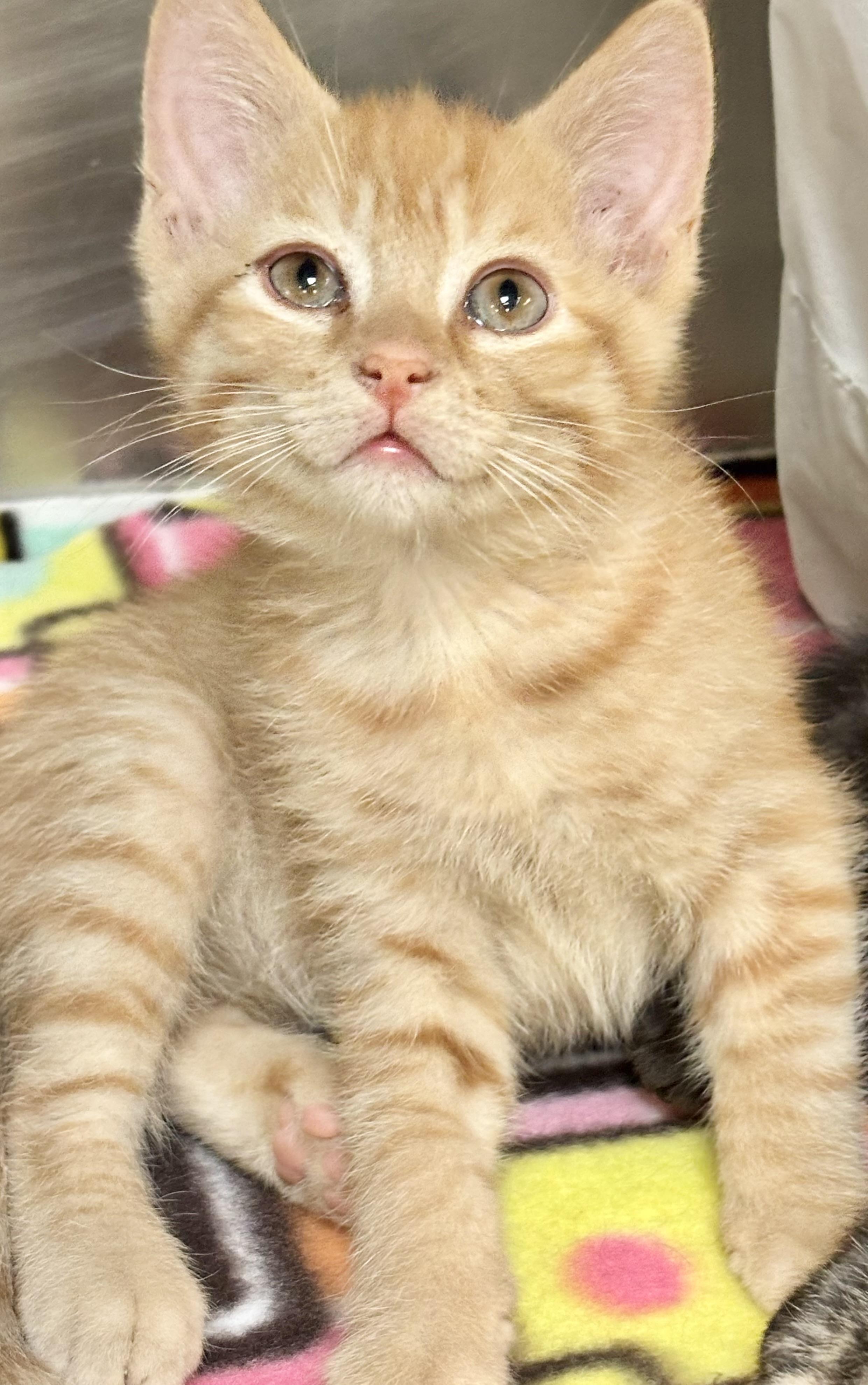 Ernie