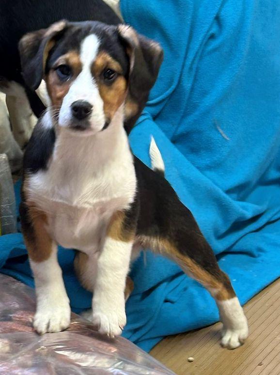 Enlarge BILA (ohiosdrescue@gmail.com), an adopted mixed breed in Elyria, OH image 1/5