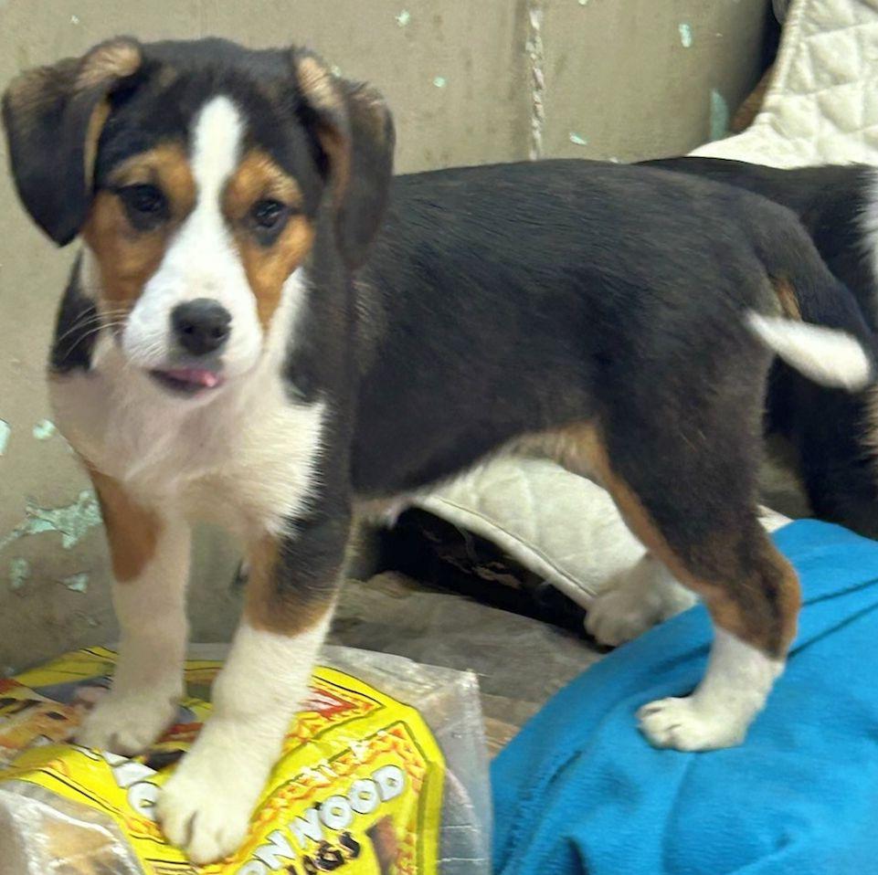 Enlarge BILA (ohiosdrescue@gmail.com), an adopted mixed breed in Elyria, OH image 5/5